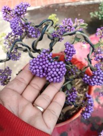 Ngọc Châu Nhật ...