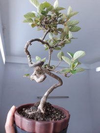 Ngọc Châu Nhật ...