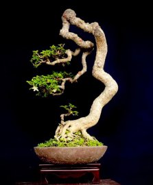 Tác phẩm mai chiếu thủy
