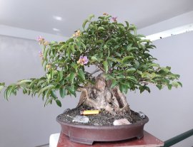 Hoa Bằng Lăng mùa hoa...