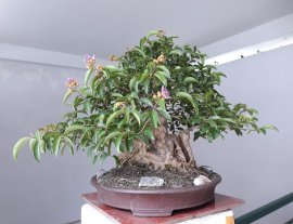 Hoa Bằng Lăng mùa hoa...