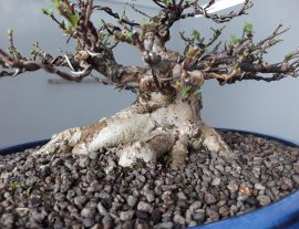 Em Mai Chiếu Thủy lá lớn lùn lực...