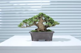 Sam hương mini