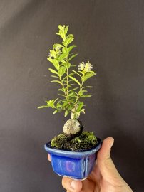 Này là ốc sên si mi niu