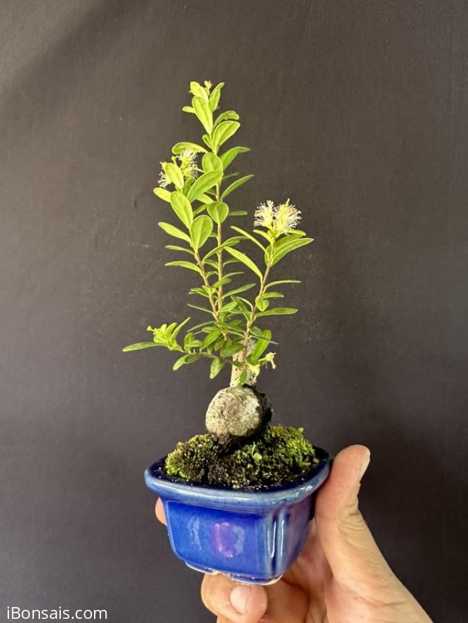 Này là ốc sên si mi niu
