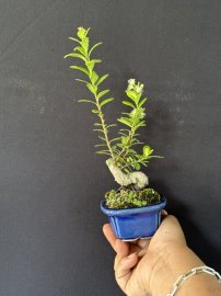 Này là ốc sên si mi niu