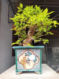 Giấy tím huế ạ