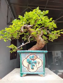 Giấy tím huế ạ
