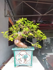 Giấy tím huế ạ