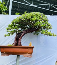 Cụ linh sam la hai zin khủng