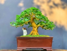 Tp Nguyệt hàng chuẩn bonsai mini ạ❤️