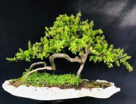 Hải châu phun bông trái gl