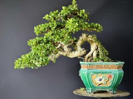 Sam núi trái siêu già hết dây đang full trái