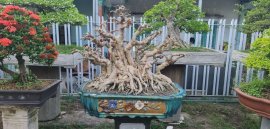 Mai chiếu thủy lá lớn anh em nào ưng bụng alo em