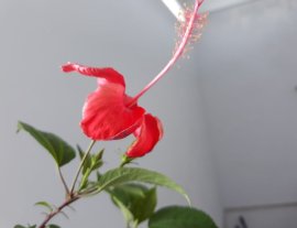 Bông Bụt đỏ ký đá...