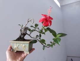 Bông Bụt đỏ ký đá...