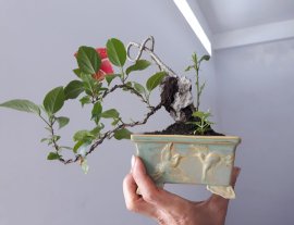 Bông Bụt đỏ ký đá...