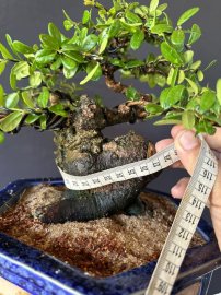 Hải châu sông cầu củ quái quái mà lại tròn tròn mà già khú mini