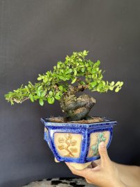 Hải châu sông cầu củ quái quái mà lại tròn tròn mà già khú mini