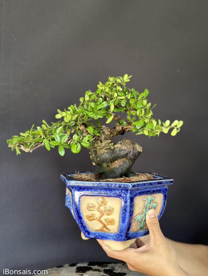 Hải châu sông cầu củ quái quái mà lại tròn tròn mà già khú mini