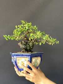 Hải châu sông cầu củ quái quái mà lại tròn tròn mà già khú mini