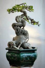Bồ đề lá nhỏ đọt đỏ mini bàn trà cây già đẹp