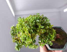 Kim Quýt ghép Thái với đường thân cực khó...