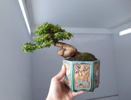 Kim Quýt ghép Thái với đường thân cực khó...