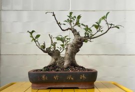 Sung bonsai