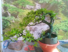 Cẩm thị tàn thiên nhiên