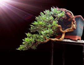 Bé Linh zin từ A đến Z