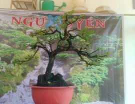 Cẩm thị giá sinh viên