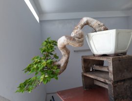 Hoa Giấy Mỹ zin...