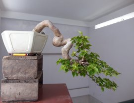 Hoa Giấy Mỹ zin...