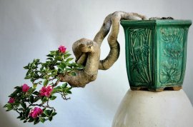Hoa giấy lâu năm siêng hoa cây duyên nhỏ gọn