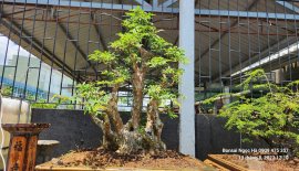 Hoa tím bằng lăng
