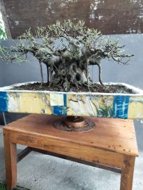 Tp bồ đề đang đi vào hoàn thiện ạ
