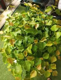 Tp bồ đề đang đi vào hoàn thiện ạ