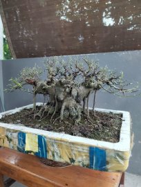 Tp bồ đề đang đi vào hoàn thiện ạ