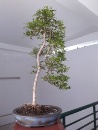 Em là Nguyệt Quế Nhân Văn...