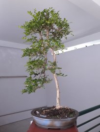 Em là Nguyệt Quế Nhân Văn...