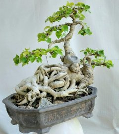 Bồ đề gl0905700556