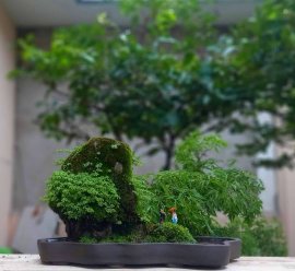Tác phẩm: Tiếu Ngạo Sơn
