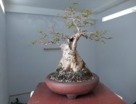 Hoa Bằng Lăng dáng trực lắc...
