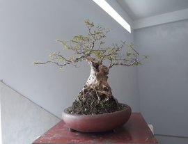 Hoa Bằng Lăng dáng trực lắc...