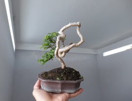 Mai Kim Dòn với đường thân khéo...
