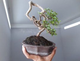 Mai Kim Dòn với đường thân khéo...