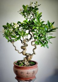 Dành Dành khoe hương sắc ngày mới!