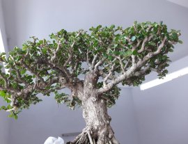Em Sam Núi dáng trực ...