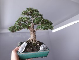Em Sam Núi dáng trực ...
